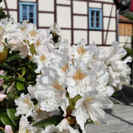 Apartment Felsenkeller Bielatal *