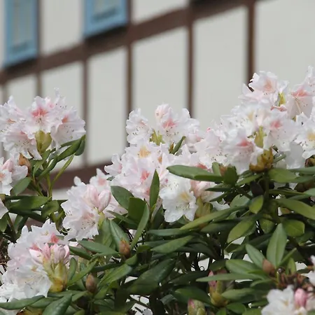 Felsenkeller Bielatal 아파트 Rosenthal-Bielatal